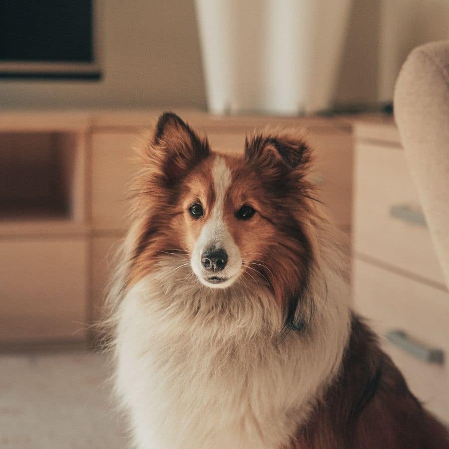 por qué un perro tendría líquido en los pulmones