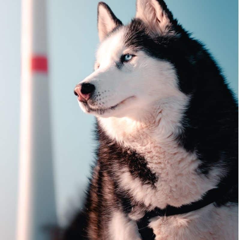 las orejas de cerdo son mejores para un husky siberiano que las orejas de cuero sin curtir