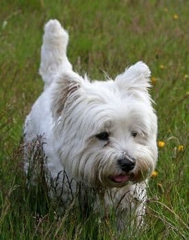 qué tan pesado debe ser un westie