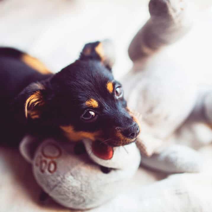 Um cachorrinho brincando com um bicho de pelúcia, enfatizando a importância da socialização dos cães.