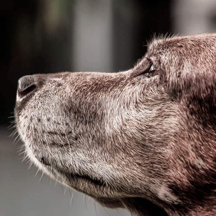 LA IMPORTANCIA DEL TIPO DE DIETA EN PERROS MAYORES