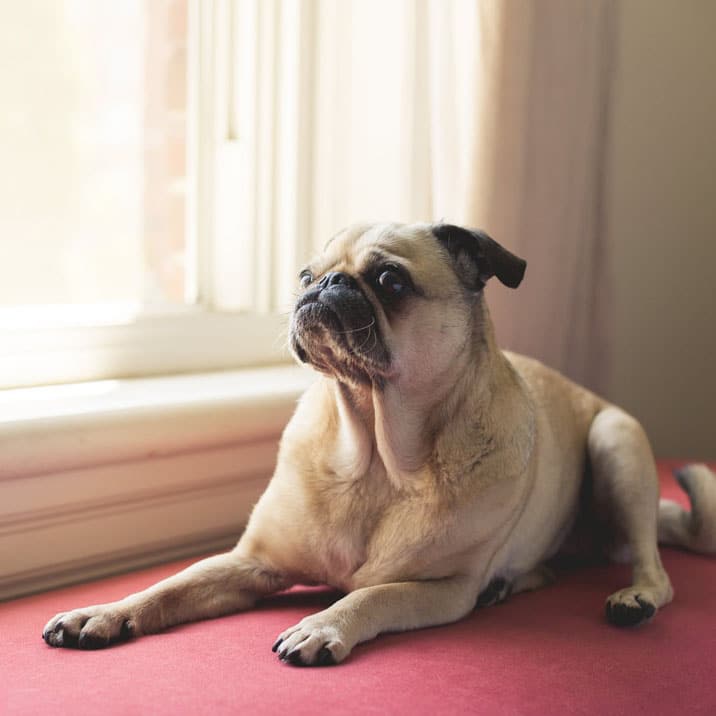 Temperatura no cão: como medir?