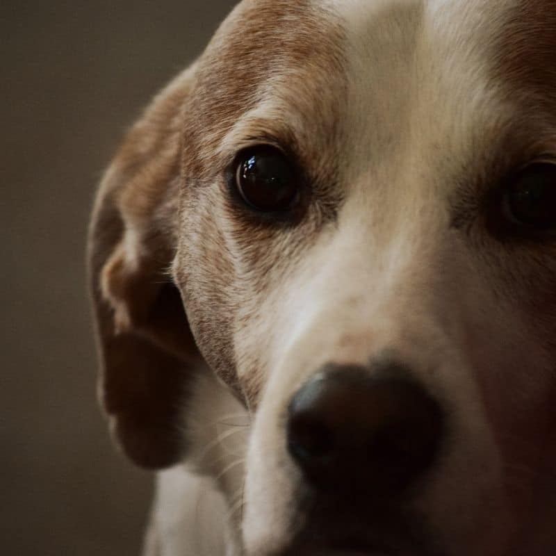 O meu cão é sénior. Que ração devo escolher?