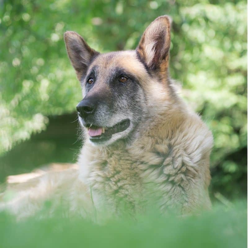 Como dar mais anos ao meu cão sénior?