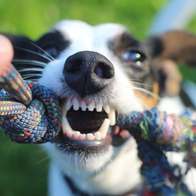 Mi perro tiene mal aliento, ¿por qué?