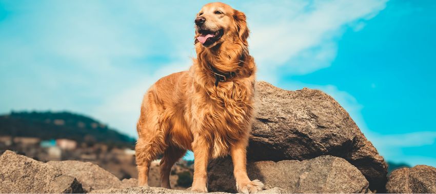 Golden Retriever