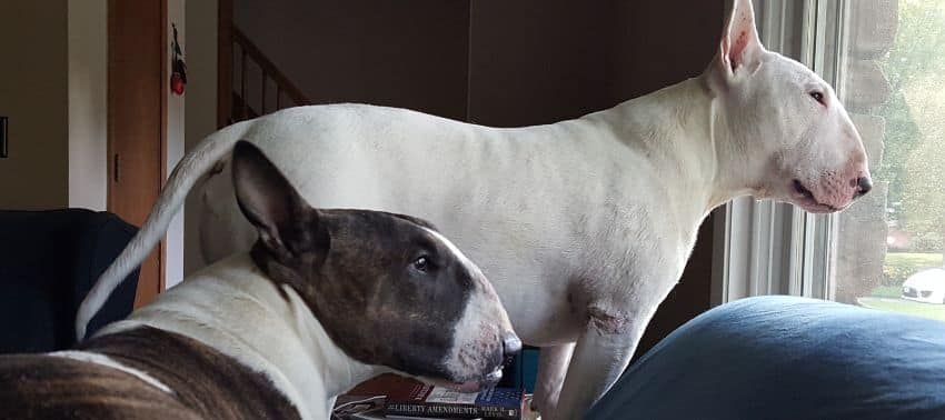 Bull Terrier: características, temperamento y salud