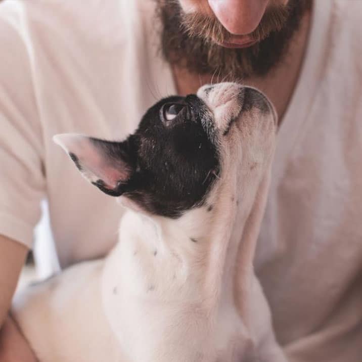 Dirofilariose Canina: o que é e quais os sintomas?