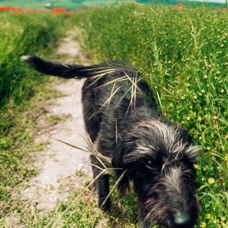 O meu cão engoliu veneno dos ratos, e agora?