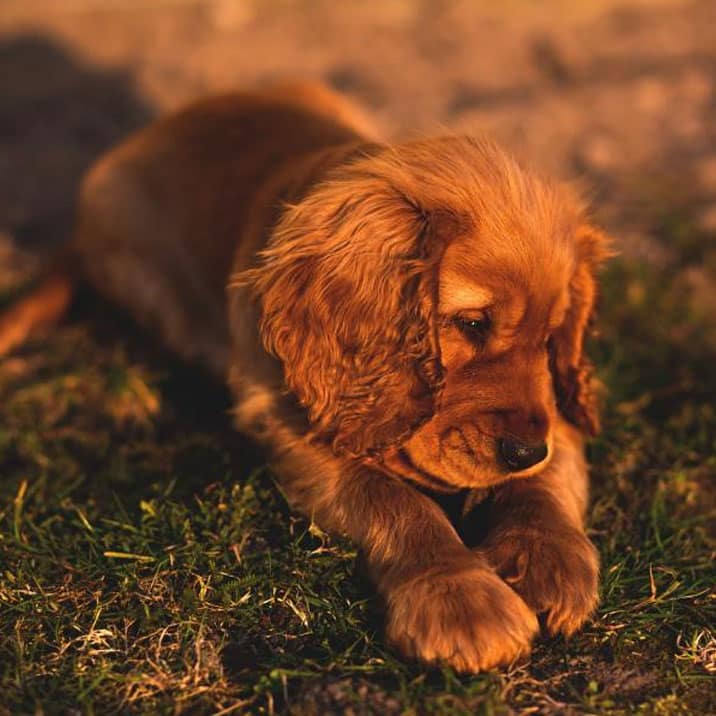 O cão tem tosse. Será tosse do canil?