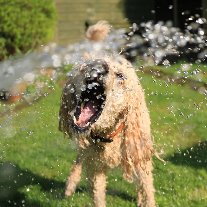 O meu cão bebe muita água é normal