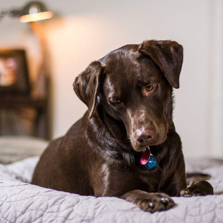 O meu cão tem dificuldades em andar e em levantar-se, terá displasia da anca?