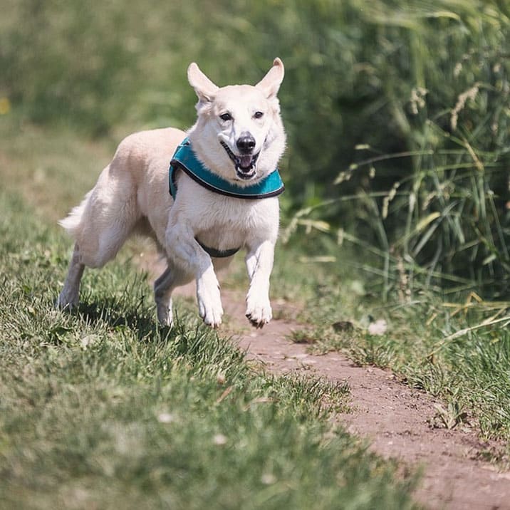 Otite canina: Sintomas e tratamento