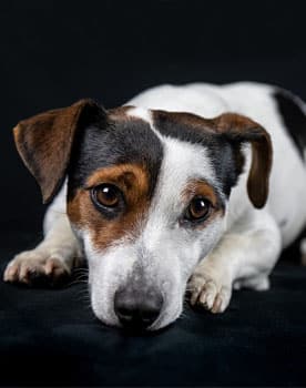 Jack Russel