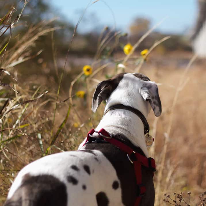 Quais os cães de raça considerada perigosa – o que é preciso saber?