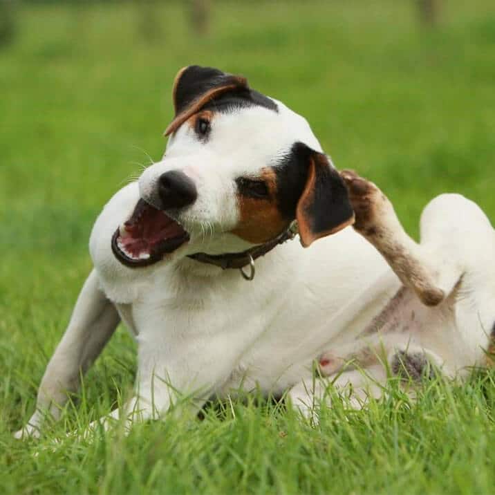 Um cachorro branco e marrom com coleira deitado na grama, protegido por produtos repelentes de pulgas e carrapatos.