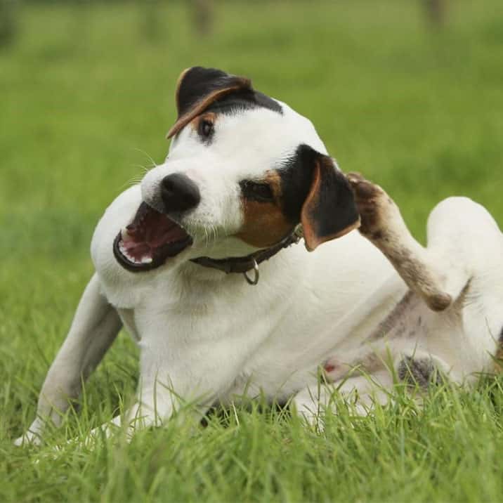 Qual a diferença entre pipeta e coleira