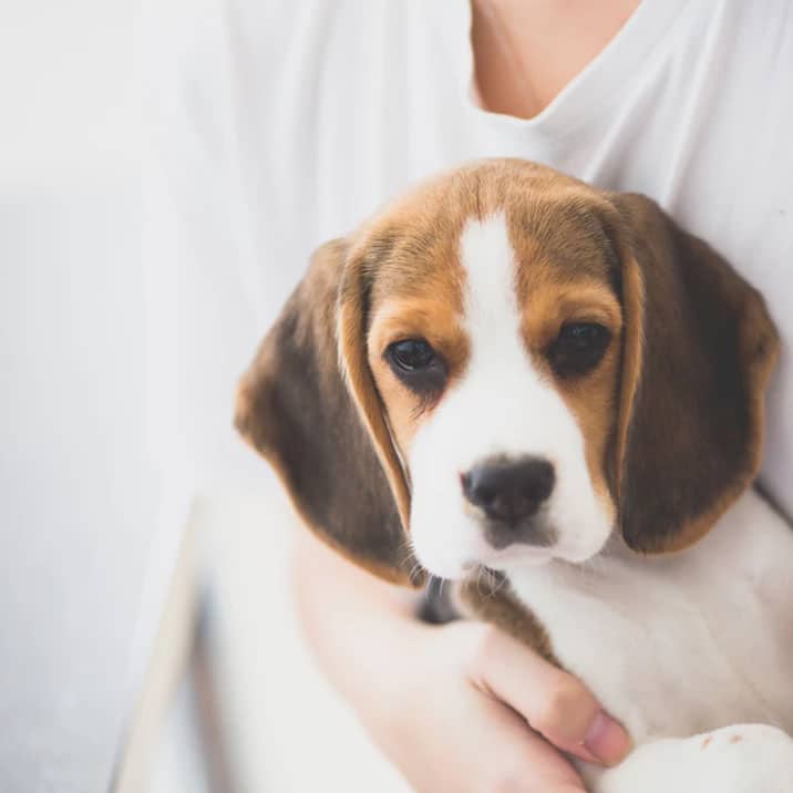 Todo lo que necesitas saber sobre el parvovirus canino