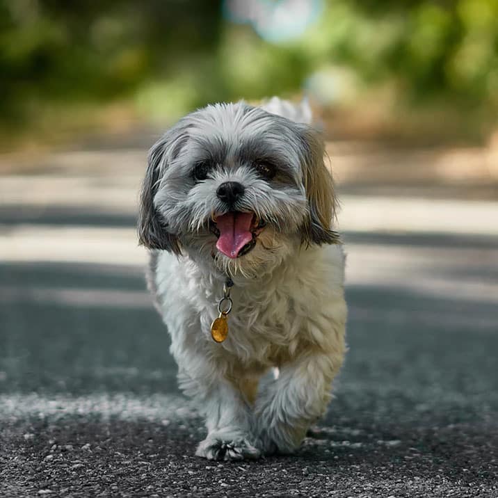 Torsíon de estómago canina tratamento y prevención