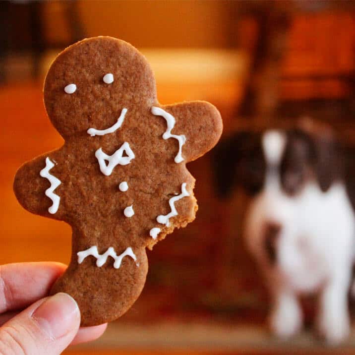 Pessoa segurando um biscoito de gengibre com um cachorro ao fundo, destacando alimentos tóxicos.