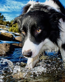 border collie