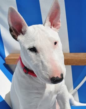 Bull Terrier