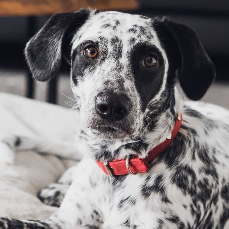 Cão com diarreia, o que devo fazer?