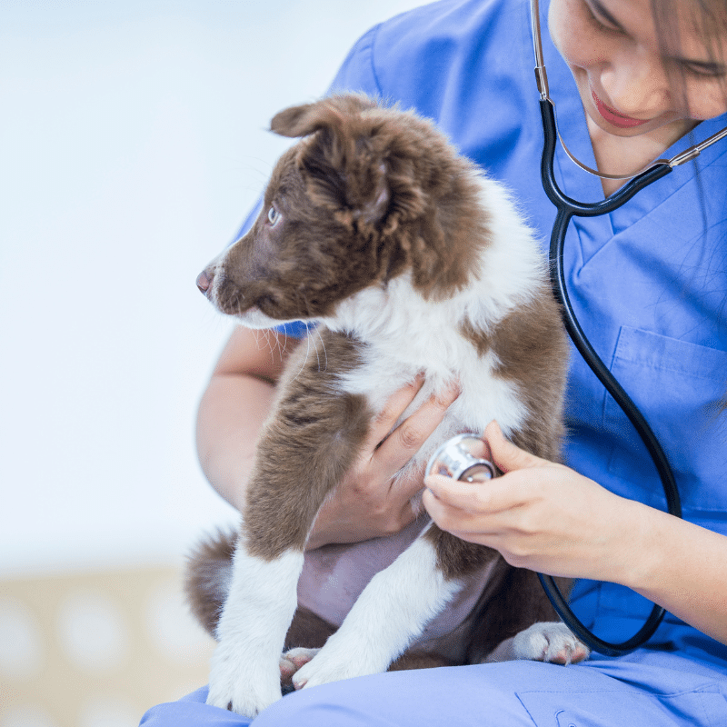 Os cães podem ter pacemaker?