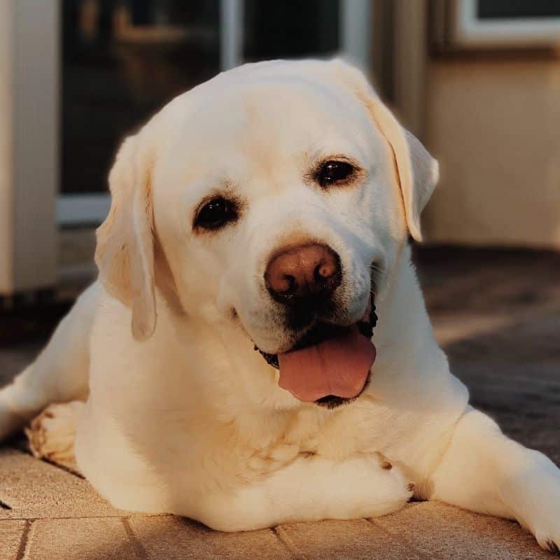 O meu cão terá displasia da anca?