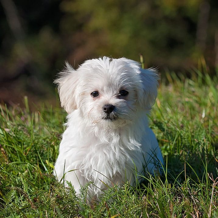 Quais as vantagens do óleo de salmão para cães?