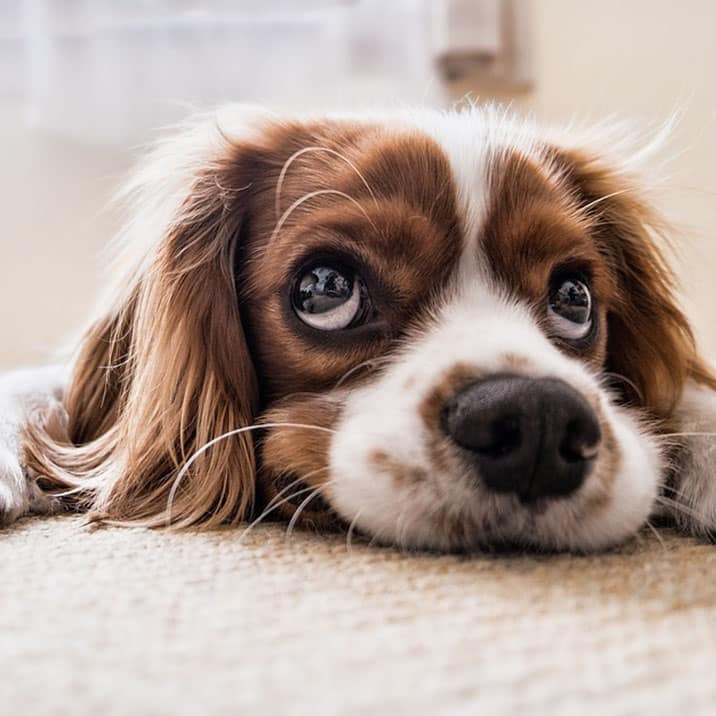 Como medir a frequência respiratória do meu cão?