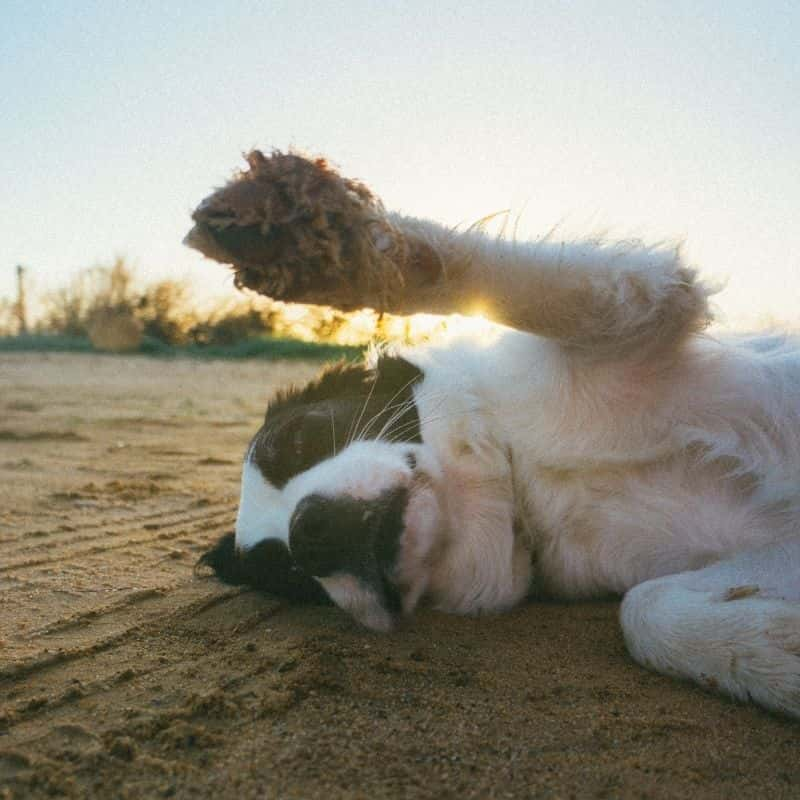 Feridas nas almofadas plantares do cão: como tratar?