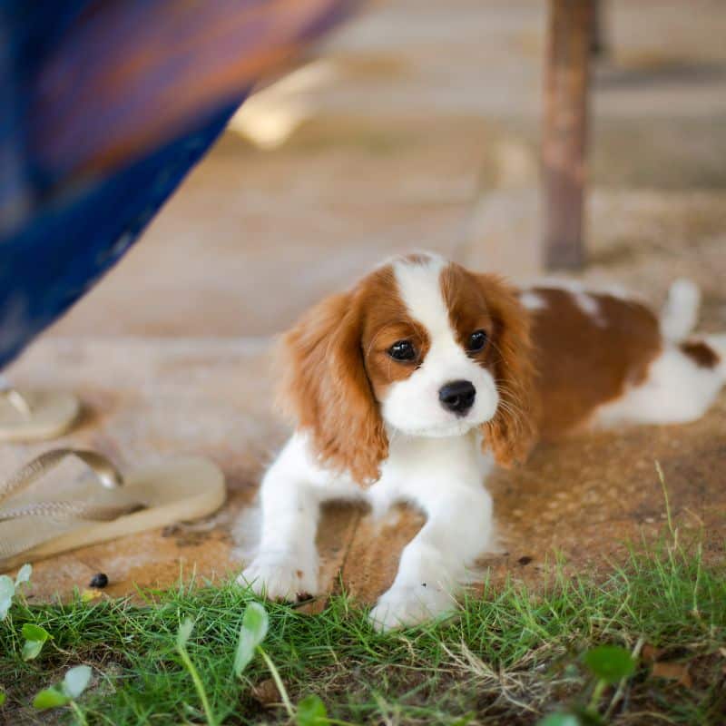 Como medir a frequência respiratória do cão?