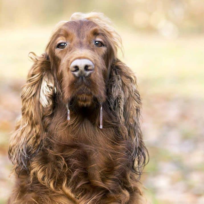 O meu cão baba-se muito, porquê?