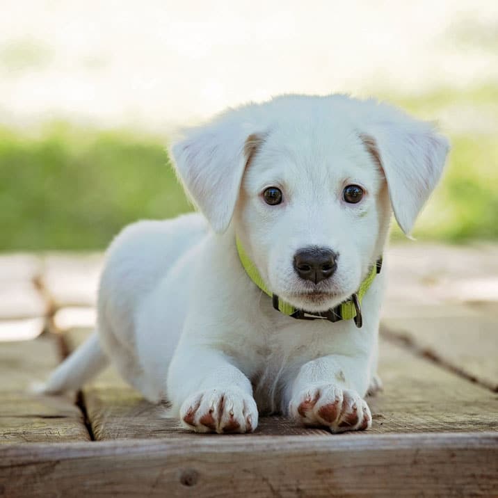 Los nombres de perros más utilizados en 2020