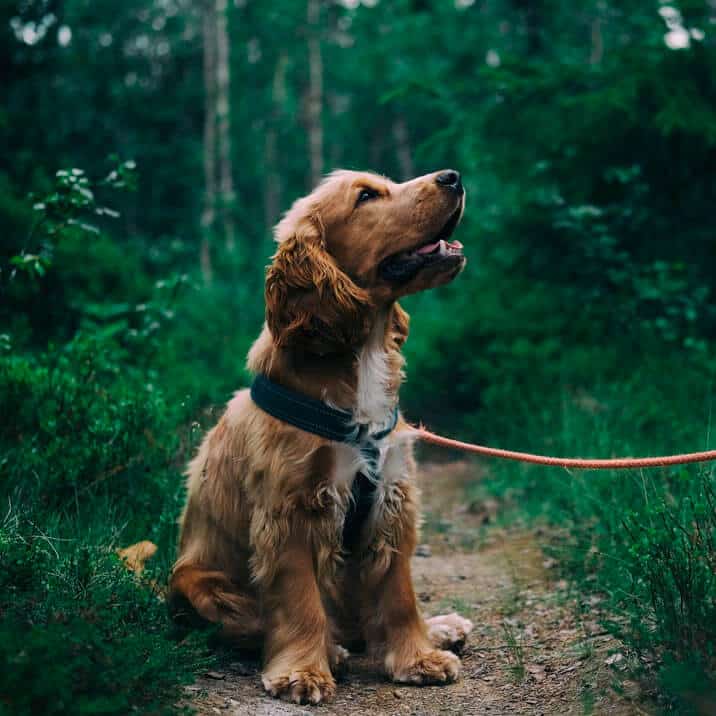 Um cachorro sentado na coleira na floresta, se perguntando se tem alguma alergia.