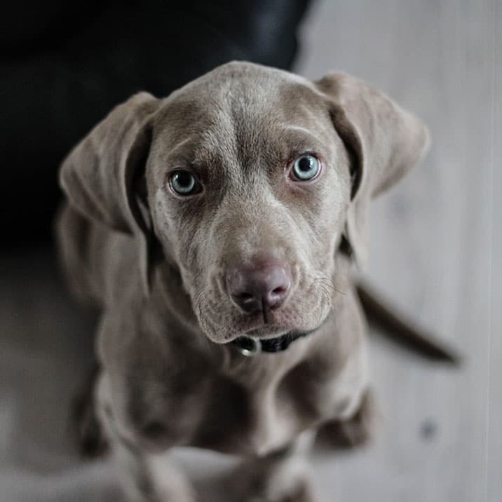 O meu cão está a vomitar! O que faço?