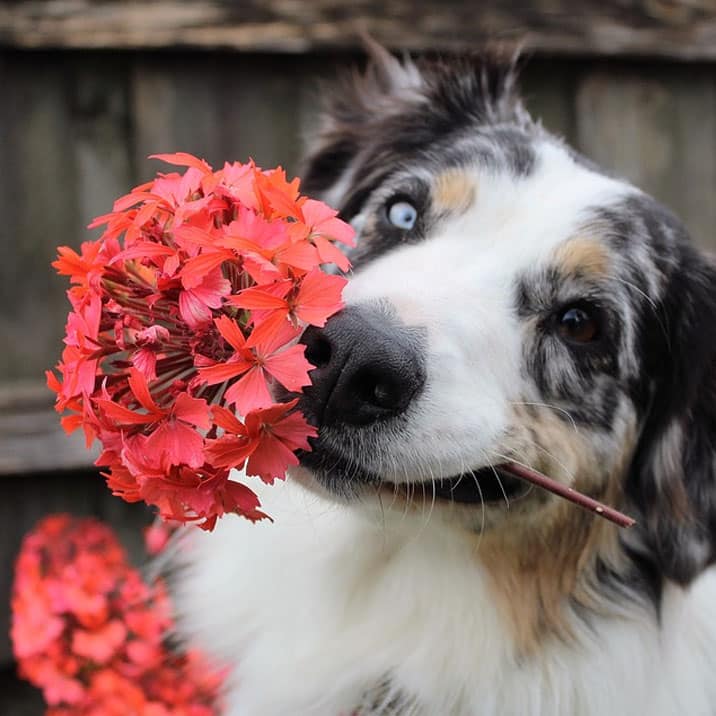 8 plantas tóxicas para cachorros, quais são?