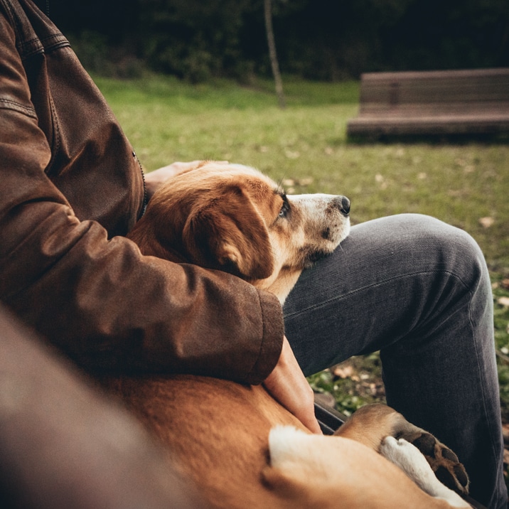 Antes de adotar um cão o que preciso de saber?