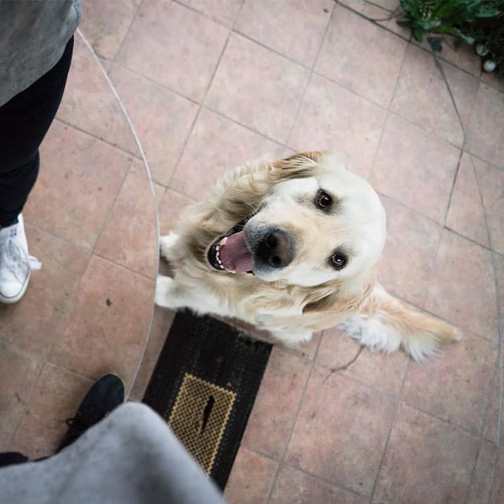 Como cuidar do pêlo do Golden Retriever