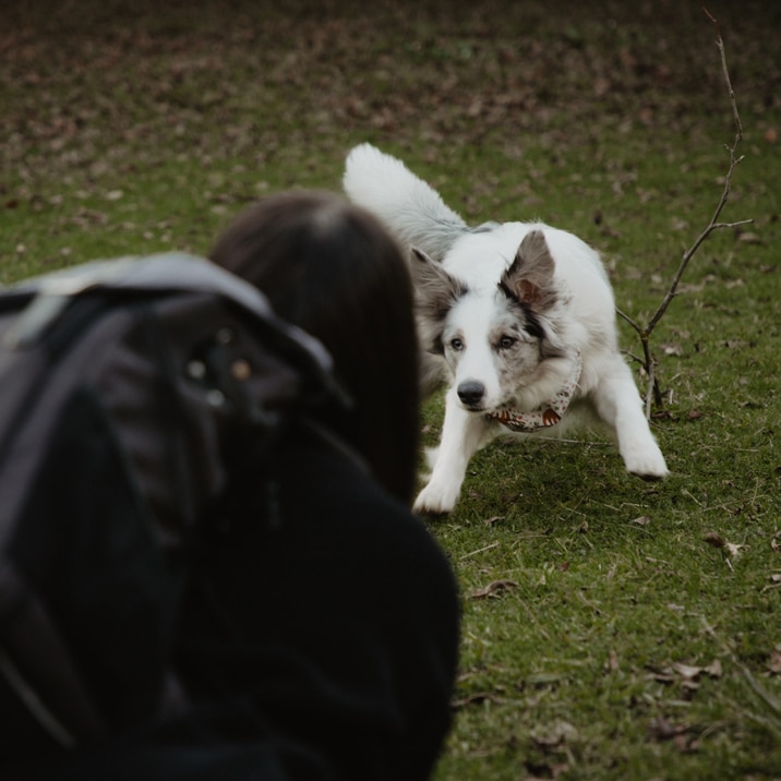 ¿Cómo tomar las mejores foto con tu perro?