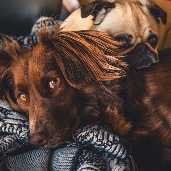 Cuidados a tener en el invierno con tu perro