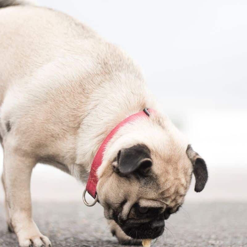 Coprofagia: o meu cão come cocó, o que faço?