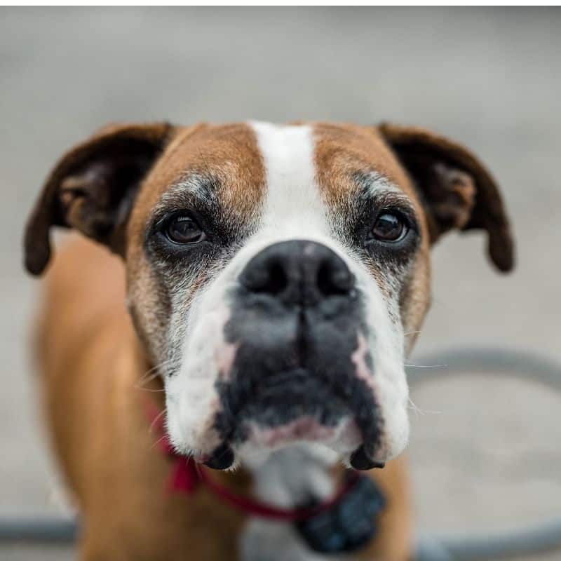 Alimentação para cães com diarreia crónica