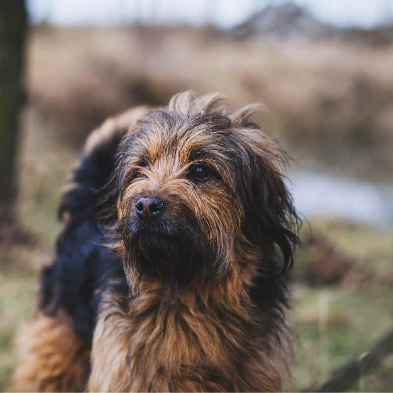 Perdi o meu cão: o que devo fazer?