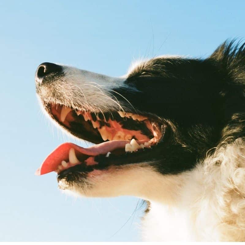 Como realizar a higiene dentária do meu cão?