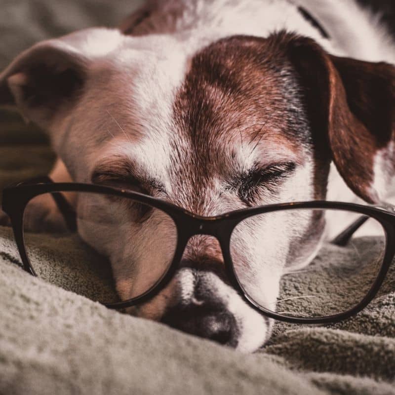 Quali sono le responsabilità legali del proprietario di un cane?