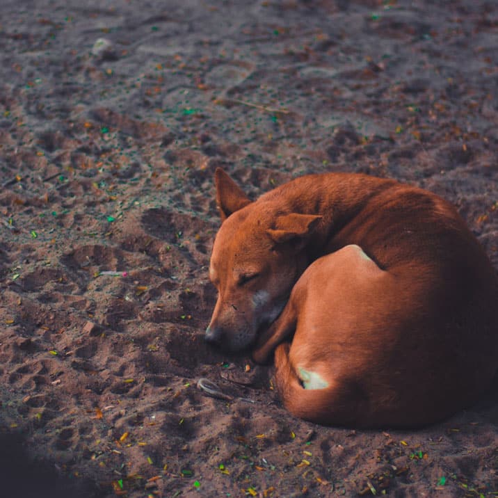 Encontrei um cão – o que devo fazer?