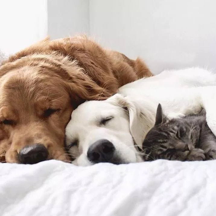 Golden Retriever e gatos: dão-se bem?