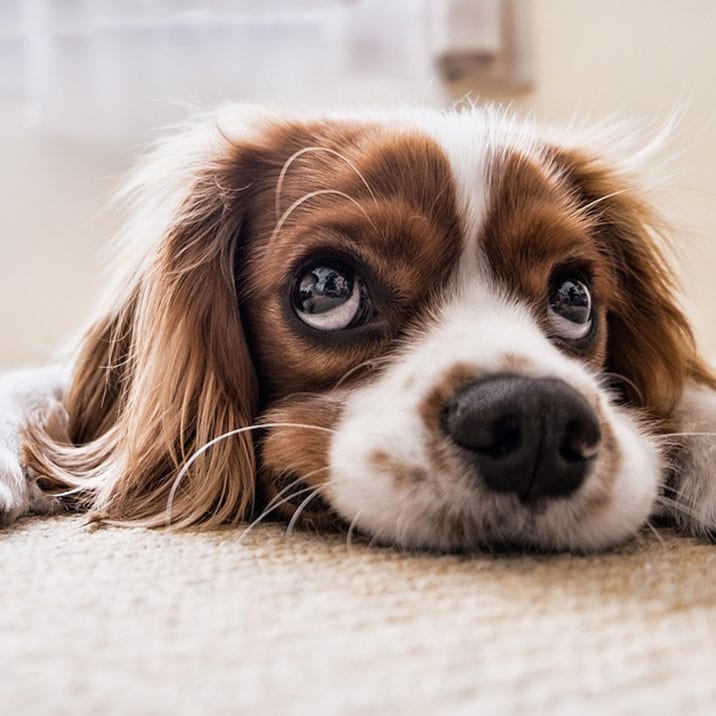 Mi perro tiene diarrea ¿Qué hago?